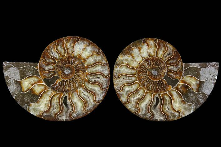 Cut & Polished Ammonite Fossil - Agatized #91186